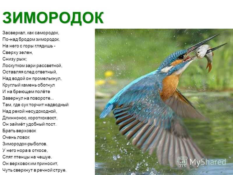 Народные приметы про птиц в разных ситуациях