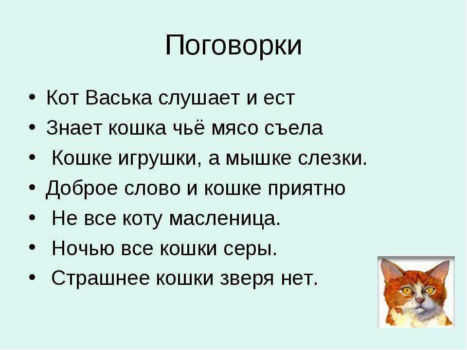 Цитаты и афоризмы про кошек