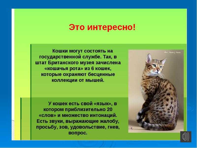 Читательский дневник 1 класс котенок краткое содержание