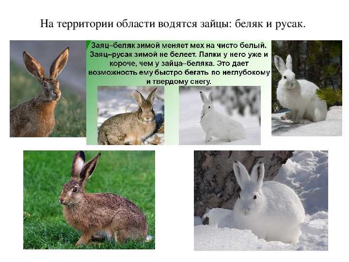 Рассказ о красоте животных - 3 примера для учеников 2 класса