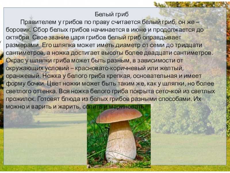Расскажите детям о грибах - расскажите детям о грибах - узнай-ка!