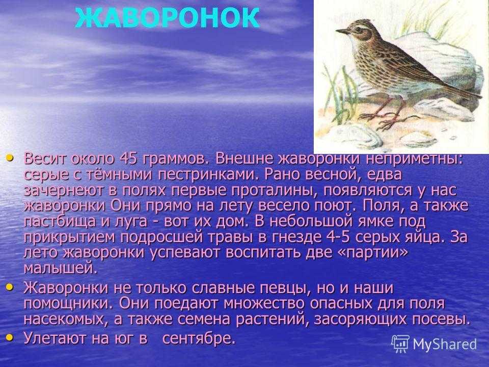 Весенняя песня