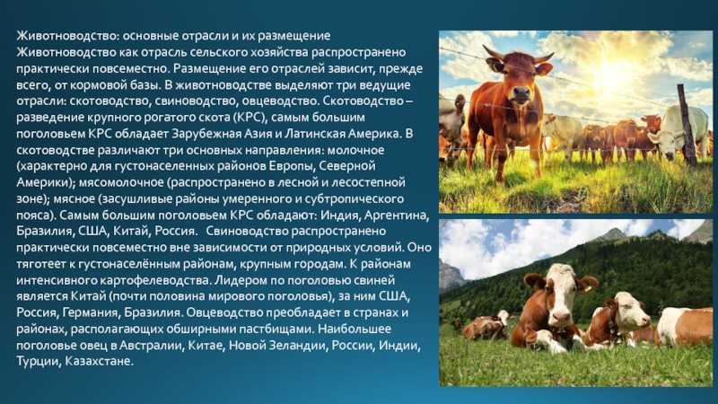 Организация животноводства — производство продукции, принципы и перспективы | cельхозпортал