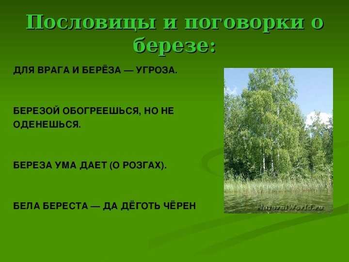 Пословицы о берёзенадо на сегодня