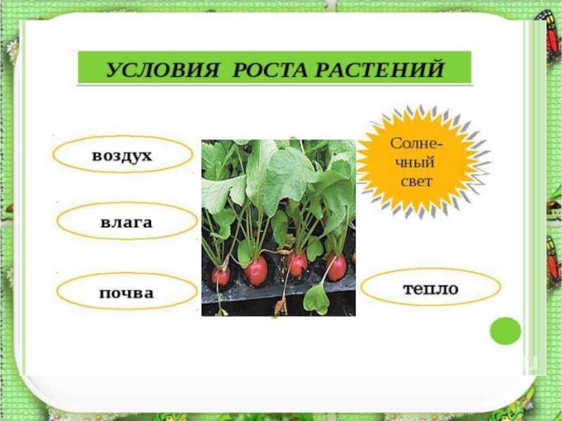 Почему не растут комнатные растения?