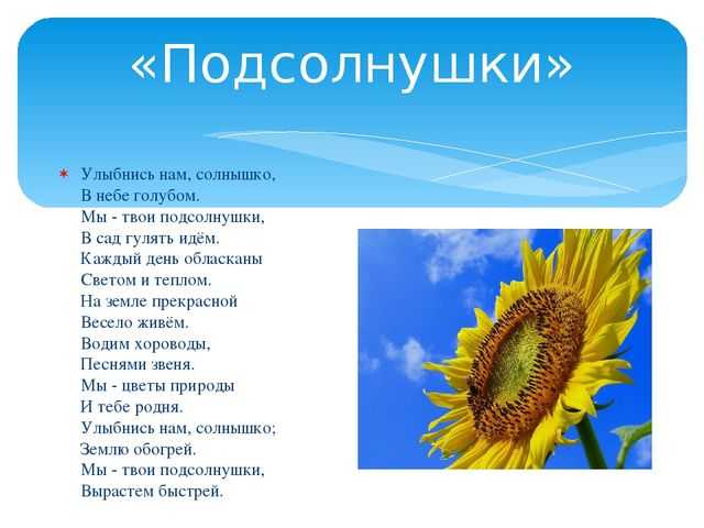 Песня мама солнышко мое. Загадка про подсолнух. Детские стихи про подсолнух. Загадка про подсолнух для детей. Солнышки Подсолнушки.
