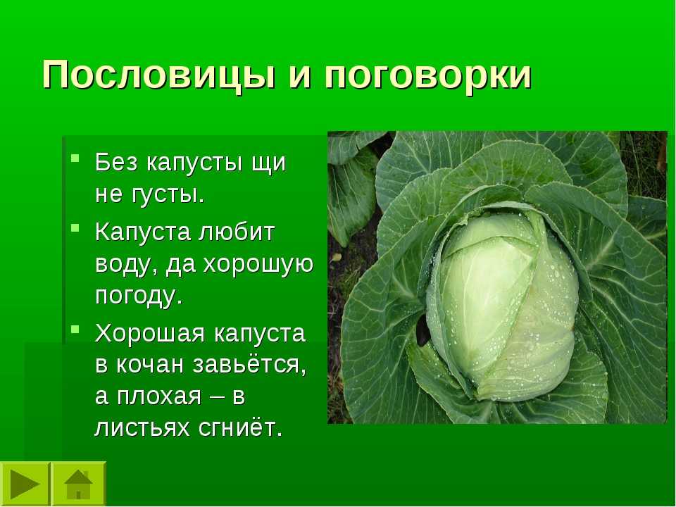 Рассказ про капусту для детей, 1-3 класс