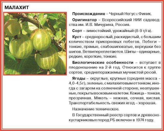 С какого возраста можно крыжовник ребенку | уроки для мам