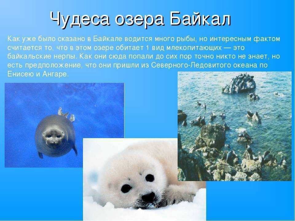 Легенды о байкале - сказания о самом глубоком озере россии