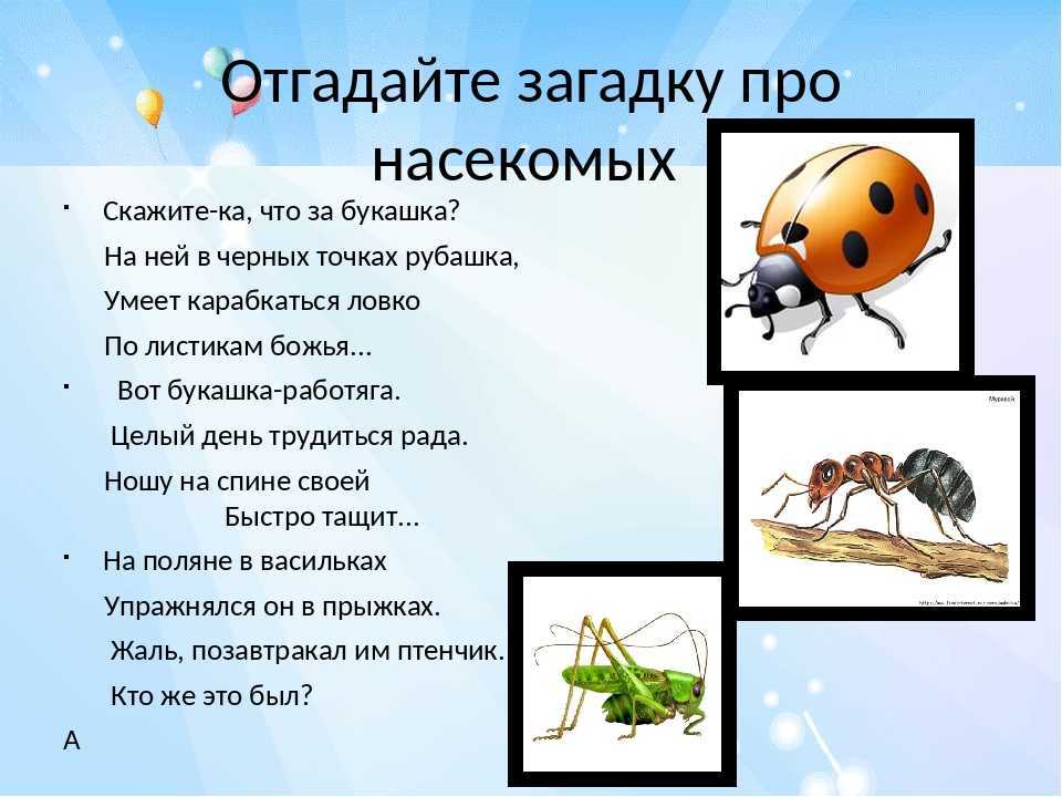 Пословицы и поговорки про насекомых - узнавалка.про