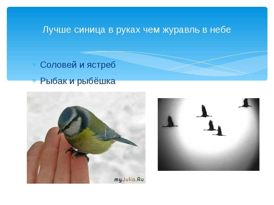 Что лучше: синица в руках или журавль в небе