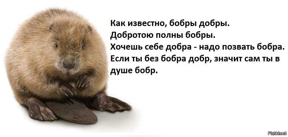 Сообщение о бобрах окружающий мир 3 класс