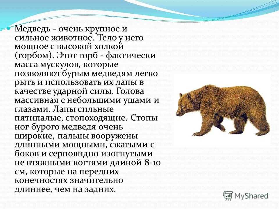 Самые дикие северные легенды о медведях