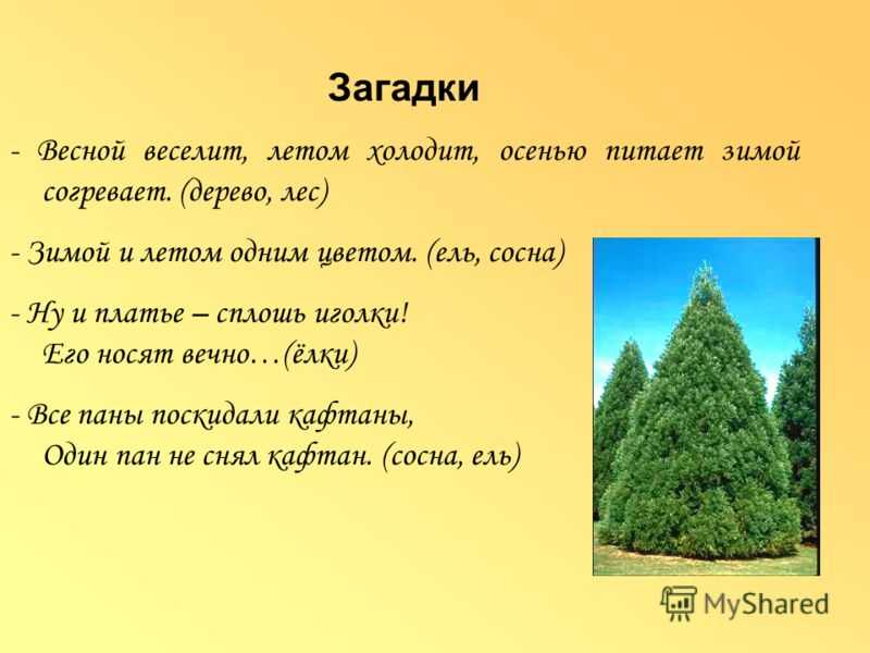 ✅ пословицы о деревьях «129 шт» поговорки для 1,2,3,4,5 класса