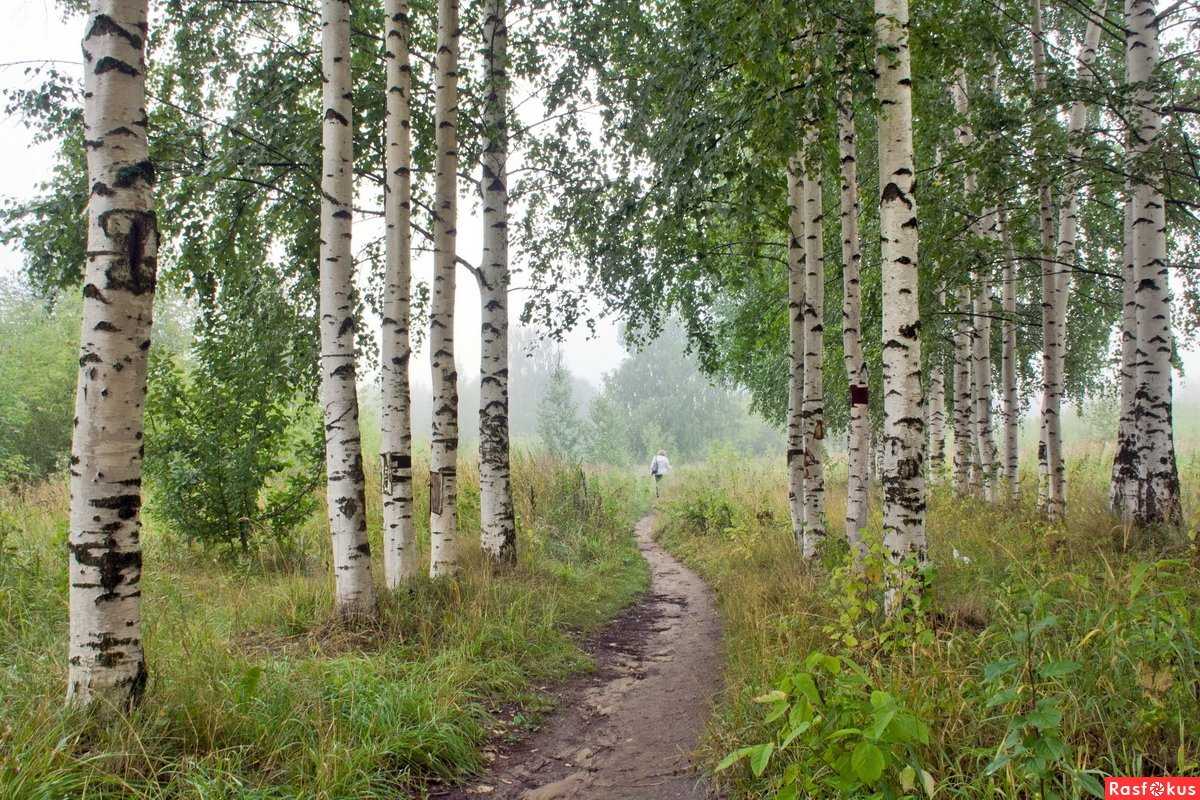 Сочинение по картине левитана «березовая роща» (4, 7 класс)