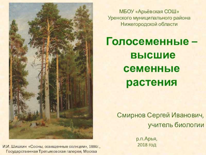 Сосна обыкновенная рисунок карандашом. как рисовать деревья? рисуем дуб, сосну и плакучую иву поэтапно. как нарисовать сосны красками