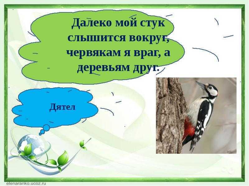 Кто стучит в лесу с утра? отвечай-ка детвора. загадки про дятла для детей