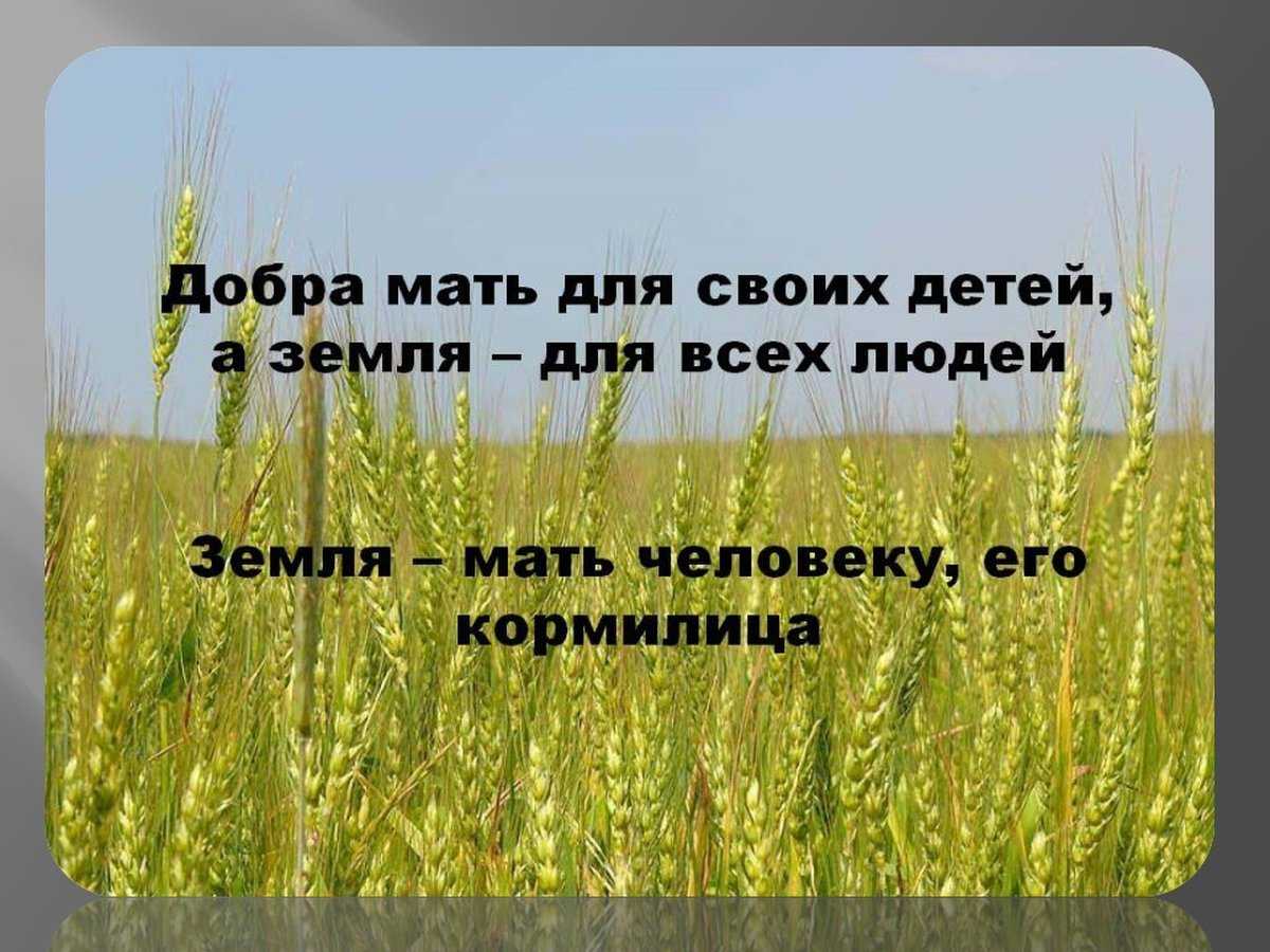 Загадки про землю и растения