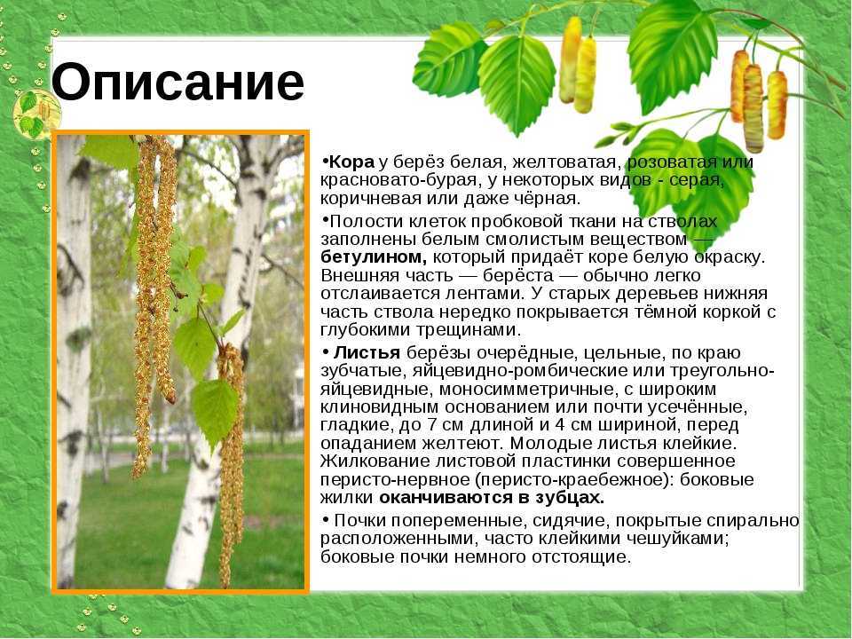 Береза - символ россии!