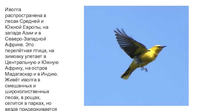 Иволга какую пользу она приносит