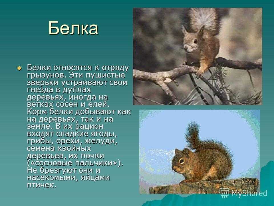 Доклад сообщение на тему белка (описание для детей)
