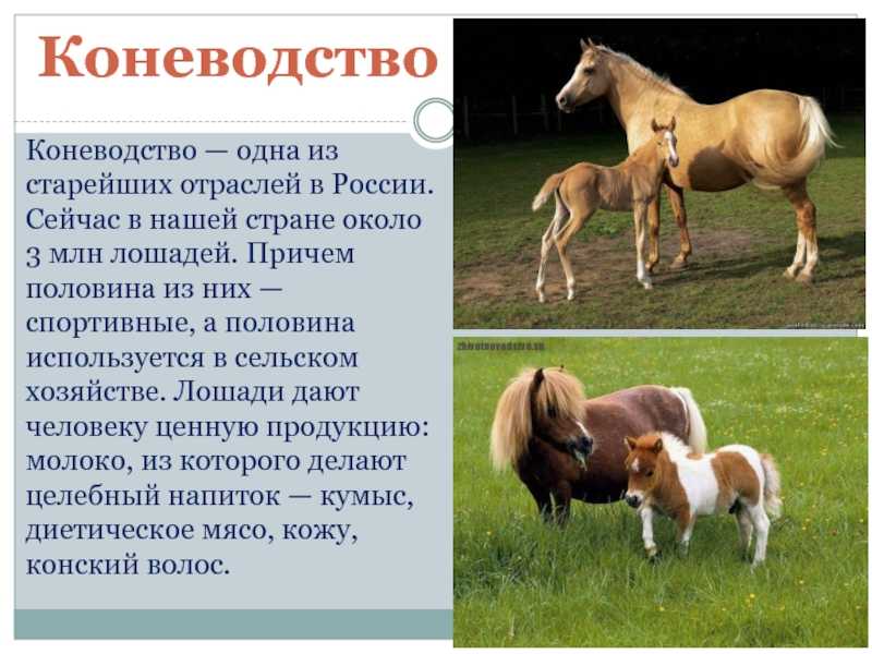 Реферат на тему: животноводство в сельском хозяйстве