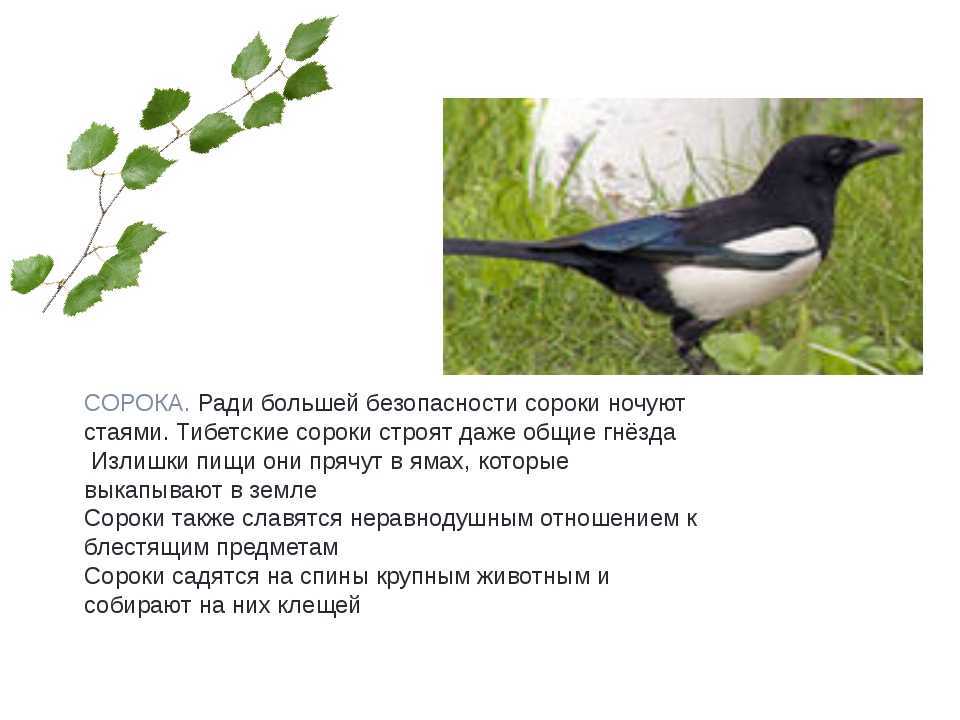 К чему стрекочет сорока под окном. актуальные приметы про сорок