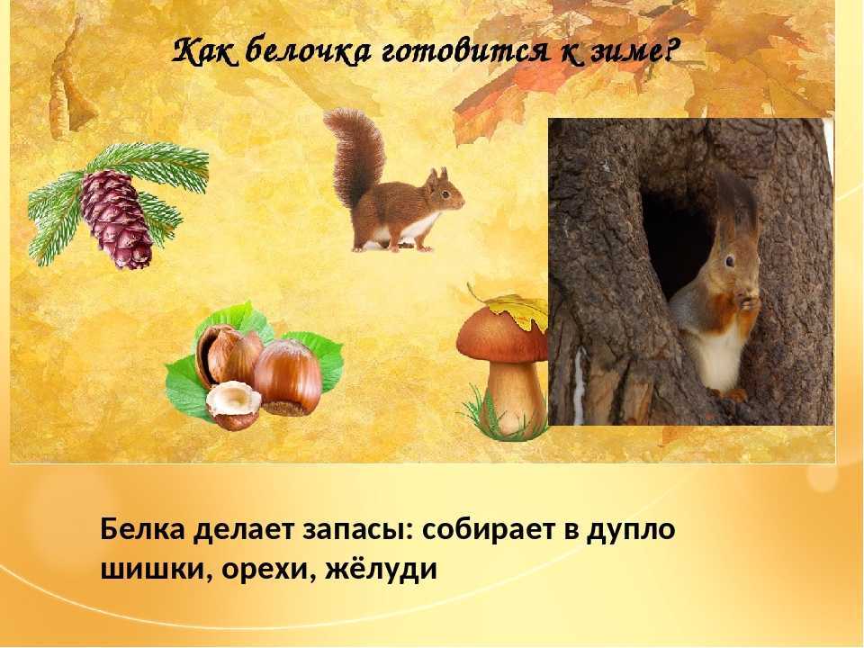 Как звери зимуют в лесу | здоровье человека