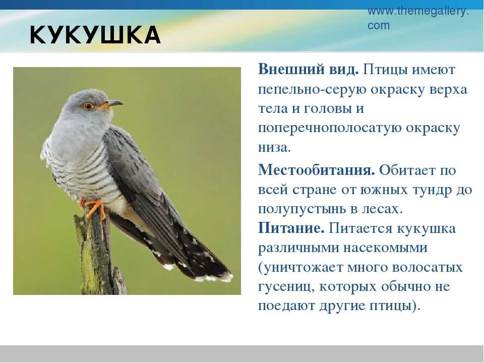 Рассказ о кукушке, 2 класс окружающий мир, как составить?