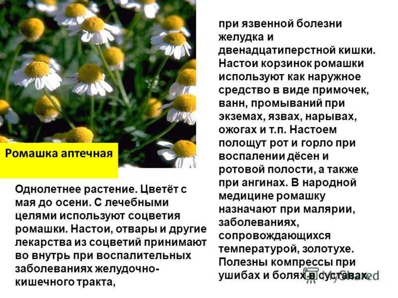 Рассказ о ромашке для детей 5 – 8 лет