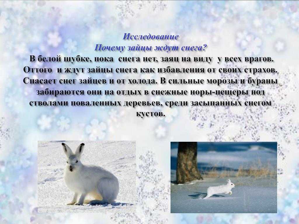 Текст про зайца 2 класс. Презентация на тему заяц. Заяц зимой задани. Описание зайца зимой. Почему заяц меняет шубу зимой.