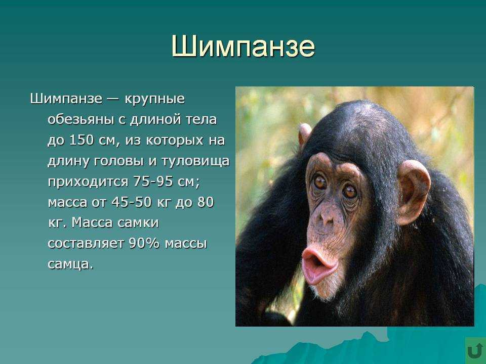 Орангутан: внешний вид, фото, особенности, интересные факты, среда обитания