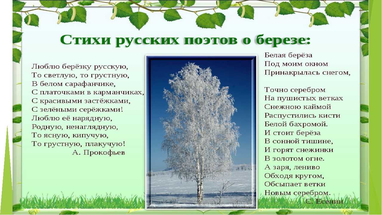 Тема мое любимое дерево. Презентация на тему береза. Береза символ России. Описание березы. Береза для презентации.
