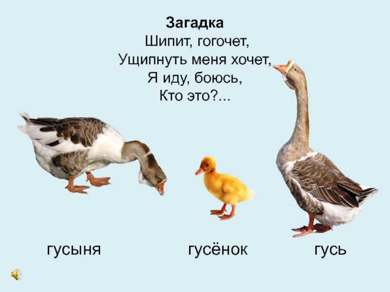 История про гуся. невеселая, но нравоучительная. 103608 соседи по площадке ездили куда-то отдыхать и подобрали там гуся. диког