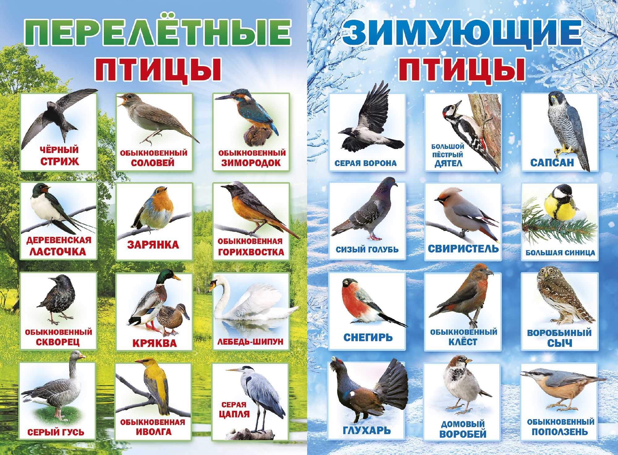 Пожалуй, самая известная горожанам птица – это голубь Эти птицы настолько привыкли к жизни в городе, что совершенно не боятся людей, зачастую беря корм прямо с