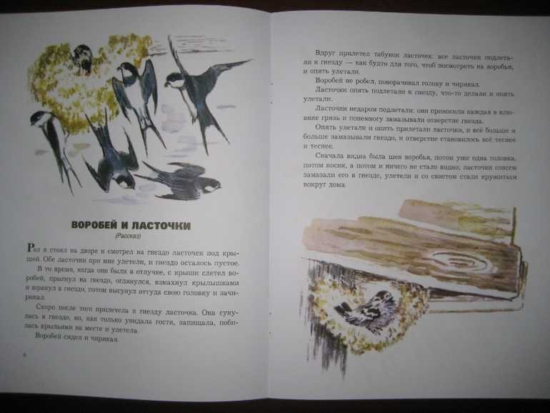 Рассказ птичка толстого краткое содержание. лев толстой. cказки. птичка. детские сказки онлайн