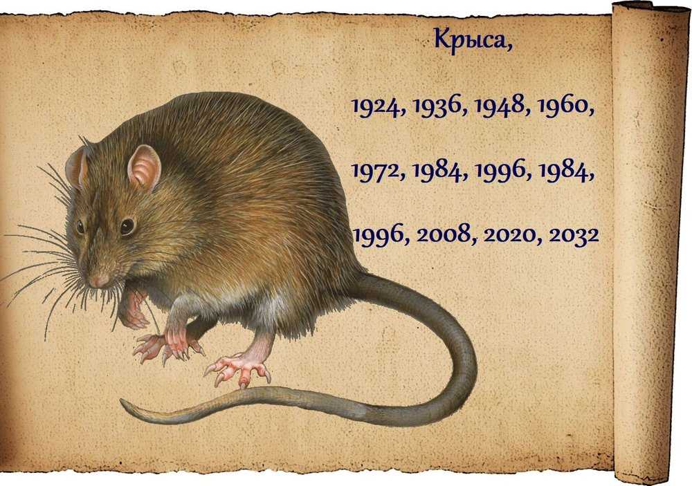 Пословицы про мышей и крыс на новый год 2021