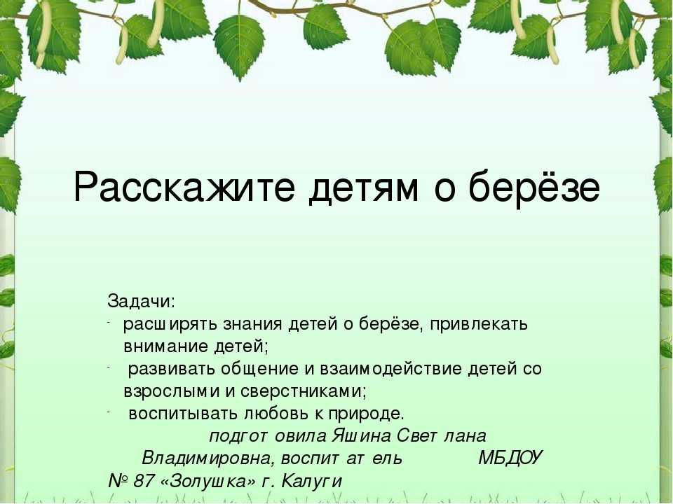 Раскудрявая красавица-берёза, символ России, единственное дерево с белым станом… Дерево, воспетое Есениным и Бальмонтом, Фетом и Рубцовым… Как передать словами