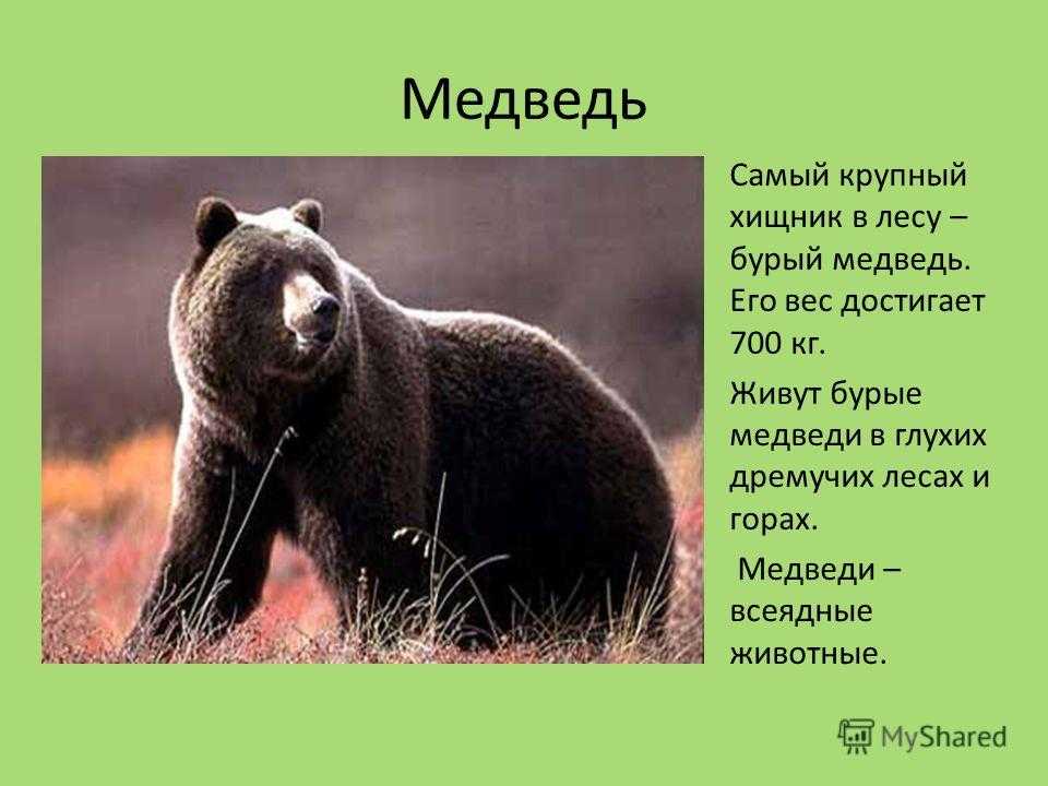 Три медведя | читать добрый вариант русской народной сказки про машеньку.