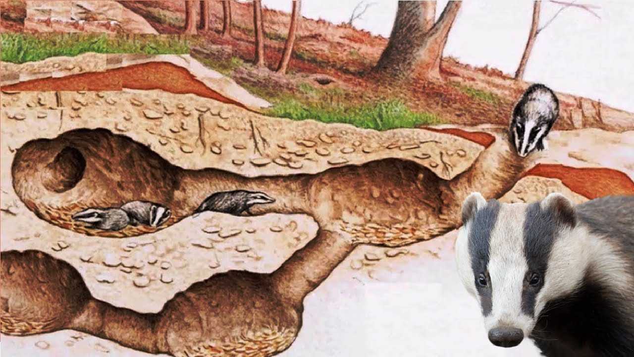 Сочинение на тему мое любимое животное лиса