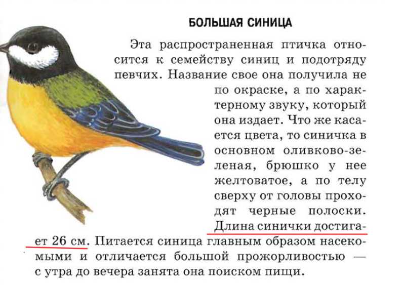 Птица синица презентация по окружающему миру на тему