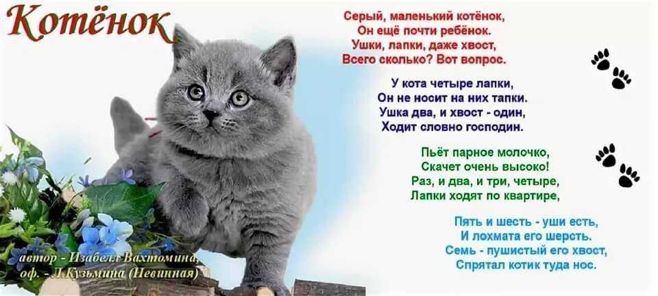 Стихи про котов, кошек и котят   | материнство - беременность, роды, питание, воспитание