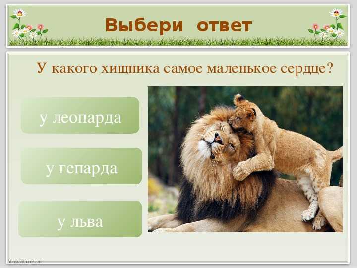 Викторина: знаете ли вы животных? (10 вопросов)