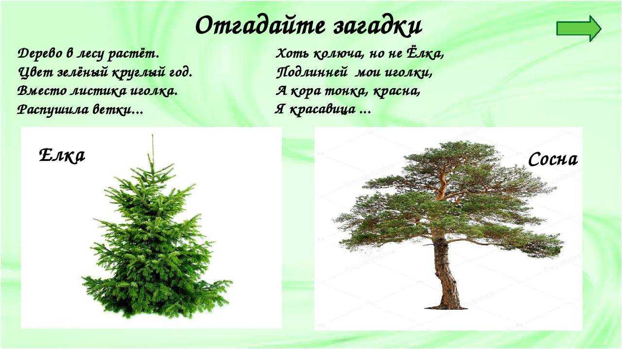 Растения, растущие по берегам рек – обзор с названиями и фото