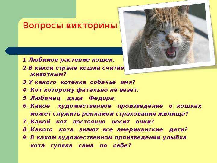 Анализ рассказа «котёнок» льва толстого
