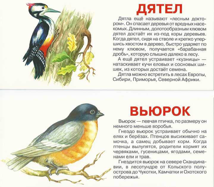 Никитка и его друзья скачать djvu книгу чарушина евгения ивановича, читать онлайн