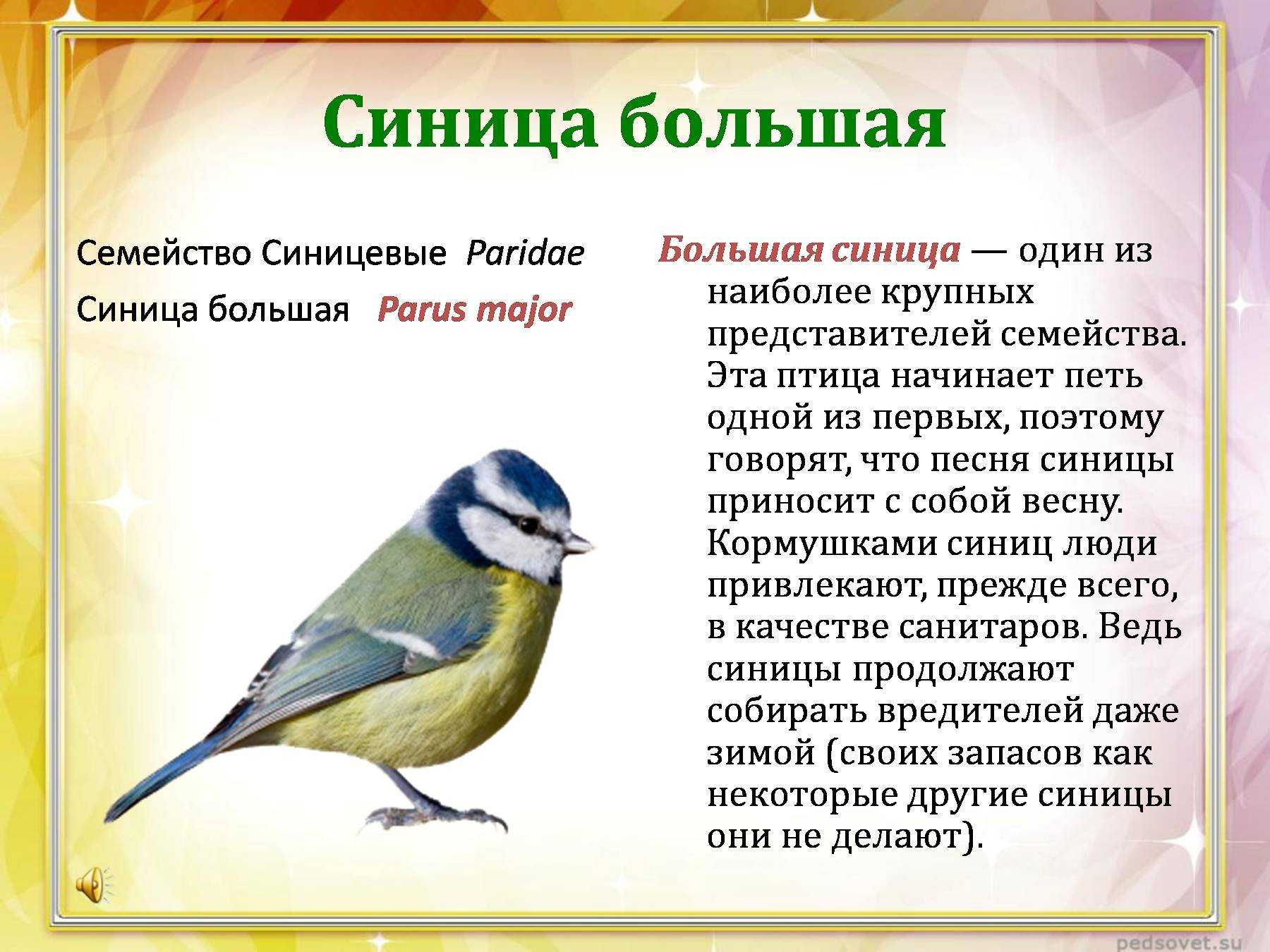 Презентация на тему птички невелички
жёлтые синички!
лепка (из пластилина )