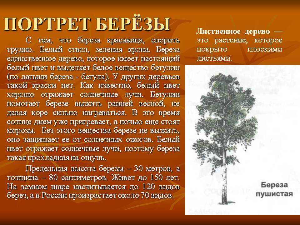Березка 4 класс. Описание березы. Рассказ о Березе. Доклад про березу. Берёза информация о дереве.