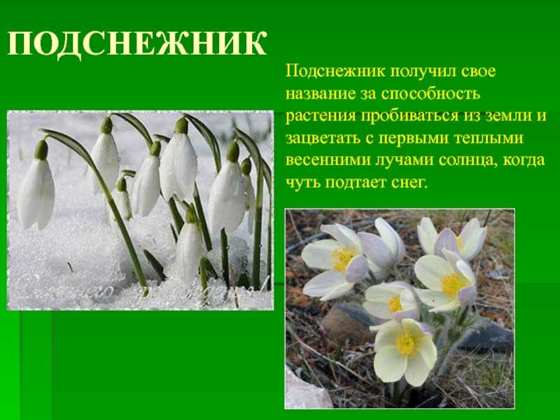 Конспект занятия по экологии «первоцветы» в старшей группе. воспитателям детских садов, школьным учителям и педагогам - маам.ру