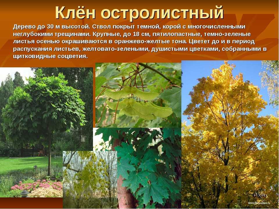 Клен Обыкновенный Фото Дерева И Листьев